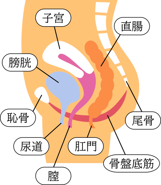 骨盤底筋群