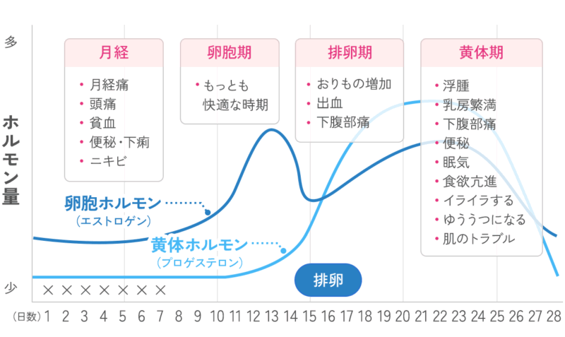 PMS（月経前症候群）のホルモン変化