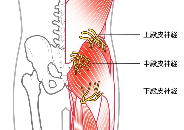 臀部の皮神経