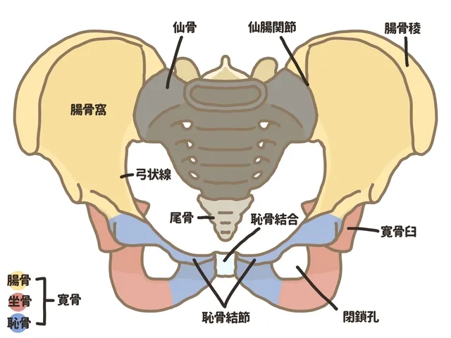 仙腸関節