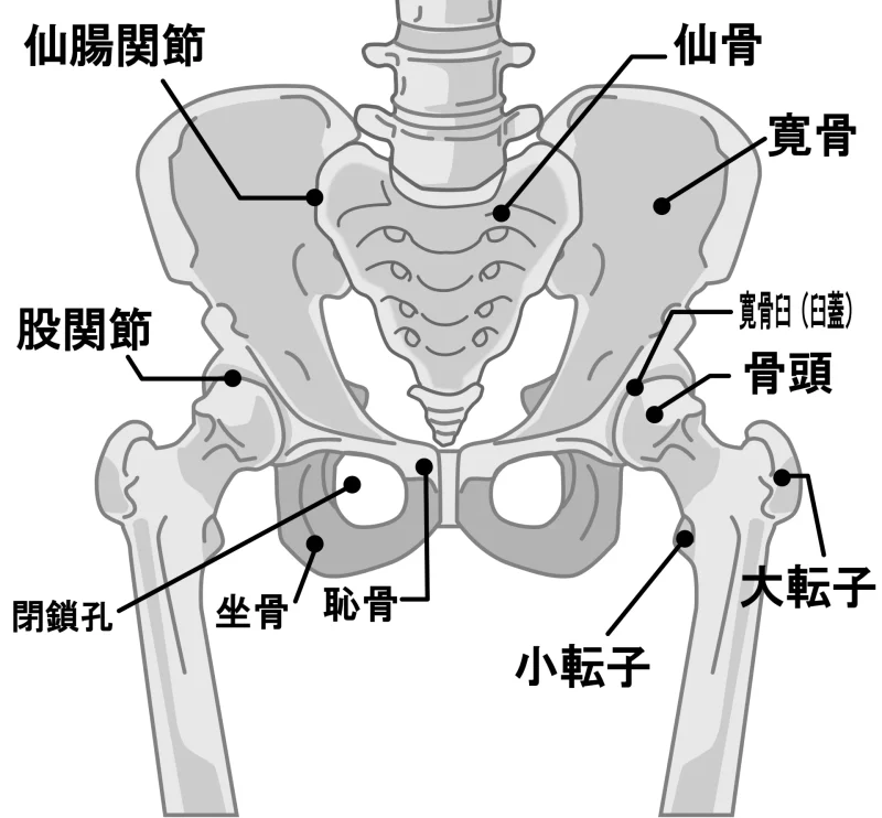 骨盤の構造